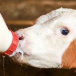 How milk reduction at weaning affects dairy calves