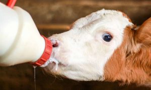 How milk reduction at weaning affects dairy calves