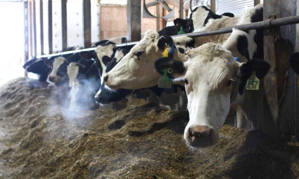 How to apply for $12 million in grant funding from Northeast Dairy Business Innovation Center