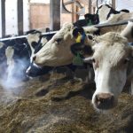 How to apply for $12 million in grant funding from Northeast Dairy Business Innovation Center