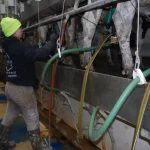 Isabella County ranks 15th in milk production in Michigan