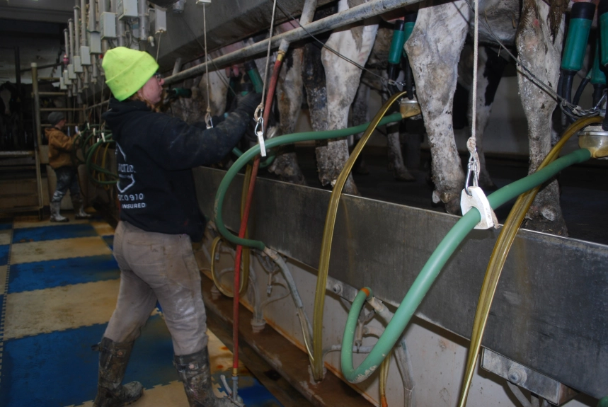 Isabella County ranks 15th in milk production in Michigan