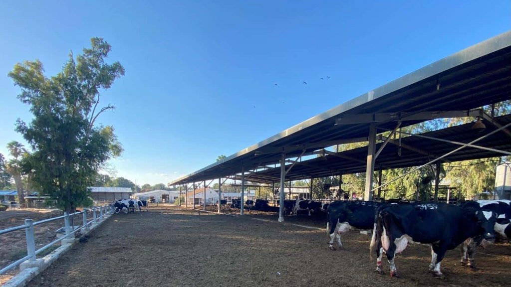 Cows in Israel are typically housed in covered sheds and bedded on dried manure.