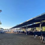 Cows in Israel are typically housed in covered sheds and bedded on dried manure.