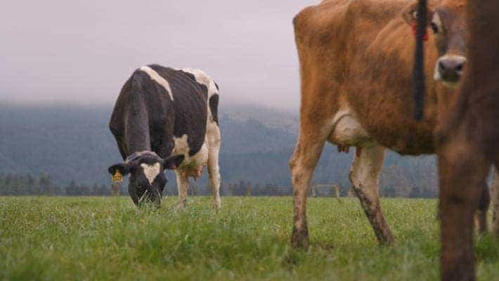 Maintaining Milk Production With Fewer Cows