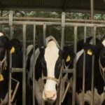 Milk Margins Dairy market set to rebound after a crazy ride