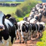 Milk price cuts