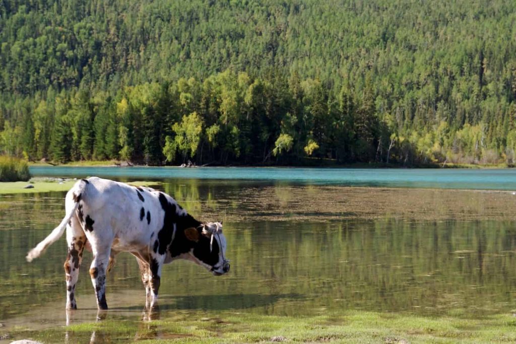 Milking the dairy industry for lower greenhouse gas emissions in China