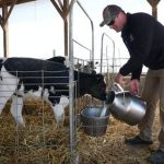 Minnesota organic dairy farmers face peril after rising grain costs push consumer prices higher