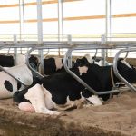 New Dairy Code of Practice published; implementation begins in 2024