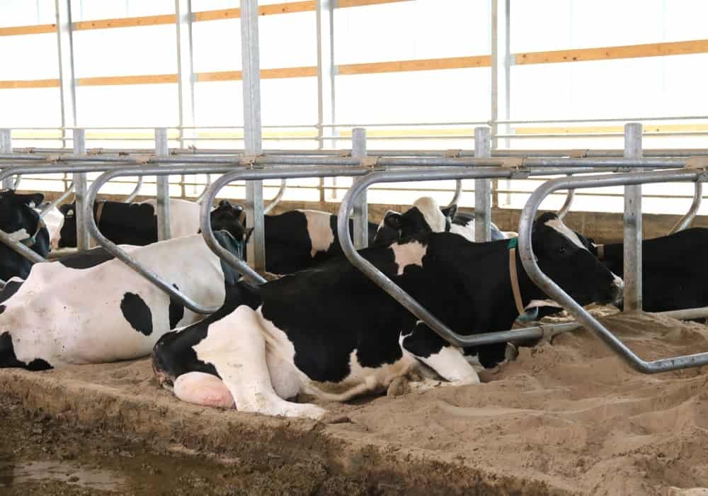 New Dairy Code of Practice published; implementation begins in 2024