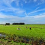 dairy farming New forms of agricultural land ownership and leasing