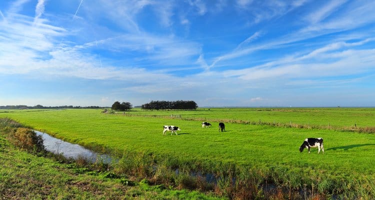 dairy farming New forms of agricultural land ownership and leasing