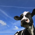 North East dairy farmers reserve judgement on Coles becoming milk processors