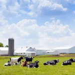 Number of dairy herds in US fell in 2022