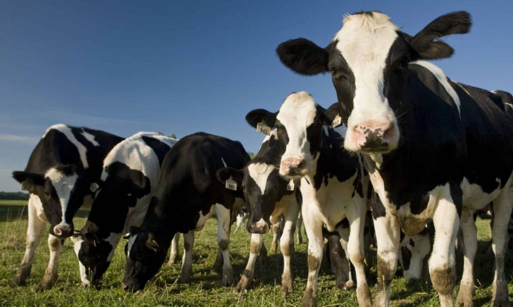 Ohio Farm Bureau Podcast Dairy Pricing Reform