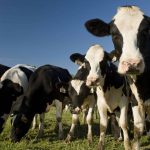 Ohio Farm Bureau Podcast Dairy Pricing Reform