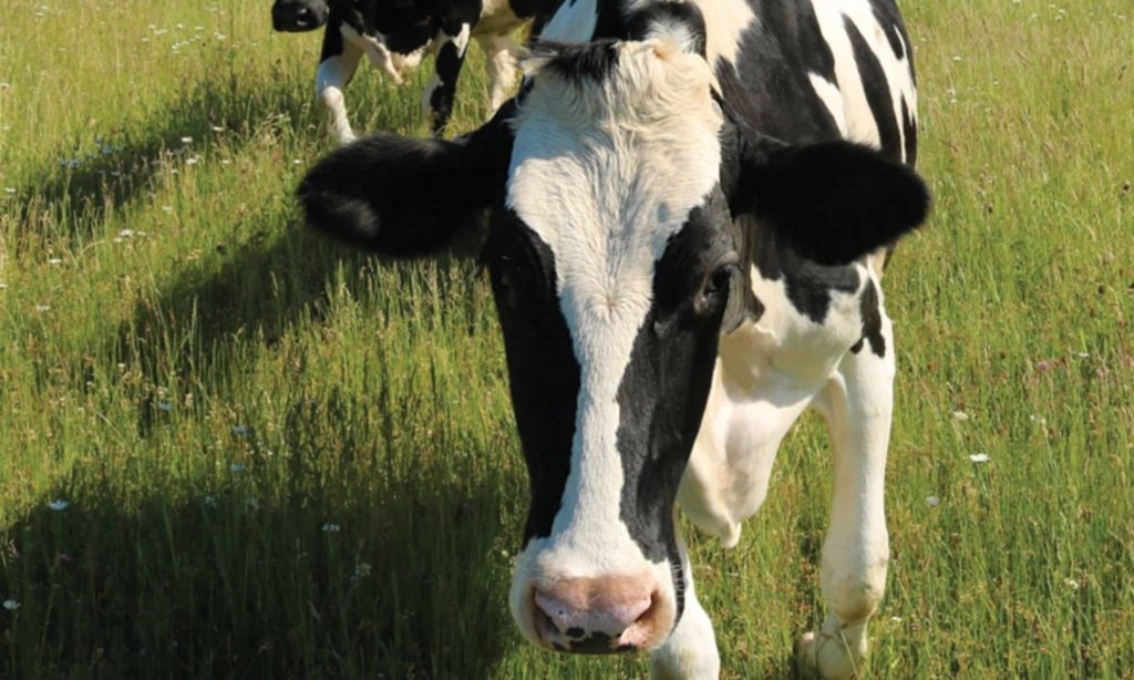 Premium Assistance Program Extended to Aid Virginia Dairy Farmers