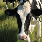 Premium Assistance Program Extended to Aid Virginia Dairy Farmers