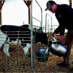 Price spikes spell peril for organic dairy farms