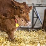 Probiotic boosts milk yield, lowers reproduction diseases in dairy cows