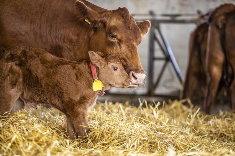 Probiotic boosts milk yield, lowers reproduction diseases in dairy cows