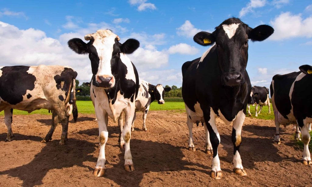 Promising probiotic for dairy cattle headed to marketplace