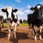 Promising probiotic for dairy cattle headed to marketplace