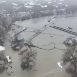 Rancher describes race to save cattle from Milk River flooding