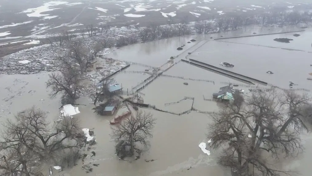 Rancher describes race to save cattle from Milk River flooding