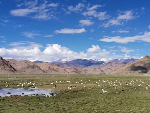 Modern pastures on the highland Tibetan Plateau. Li Tang, Author provided