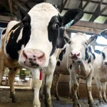 State considers $5.5 million bailout for Maine dairy industry