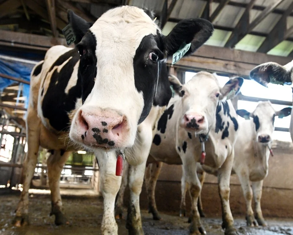 State considers $5.5 million bailout for Maine dairy industry