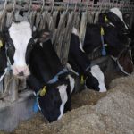 Tips to lower dairy feed costs