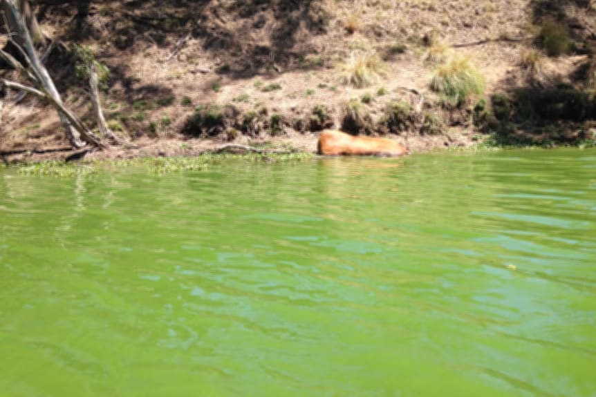 A cow killed by a blue-green algae bloom. 