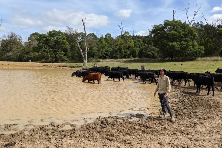 Allowing cattle access to dams increases nutrient loads and methane emissions.