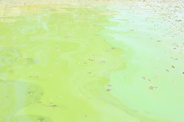 A blue-green algae or cyanobacterial bloom where water hyacinth died.