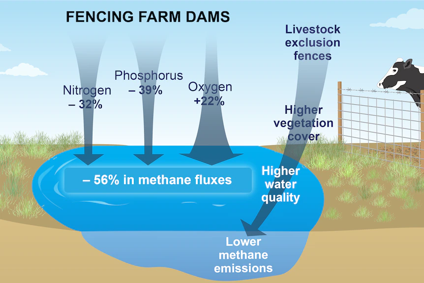 New research shows through fencing and enhancing vegetation, a dam can halve methane emissions. 