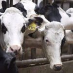 Updated dairy cattle code will see improvements for more than a million cows in Canada