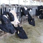 Waco raises water quality alarms over bill affecting upstream dairies