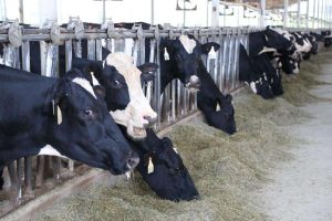 Waco raises water quality alarms over bill affecting upstream dairies