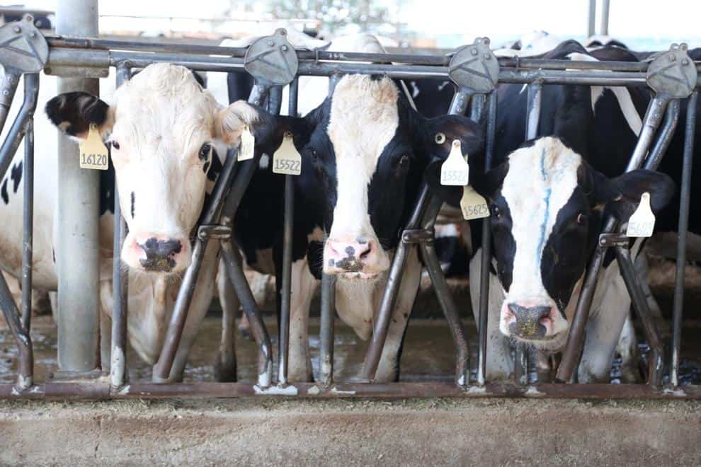 Cows eat in the freestall area of the Hidden View Dairy near Dublin in this 2014 photo.