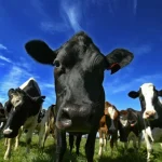 What Coles’ deal to buy milk plants says about the dairy sector