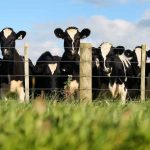 Why using more fertilizer and feed does not necessarily raise dairy farm profits but increases climate harm