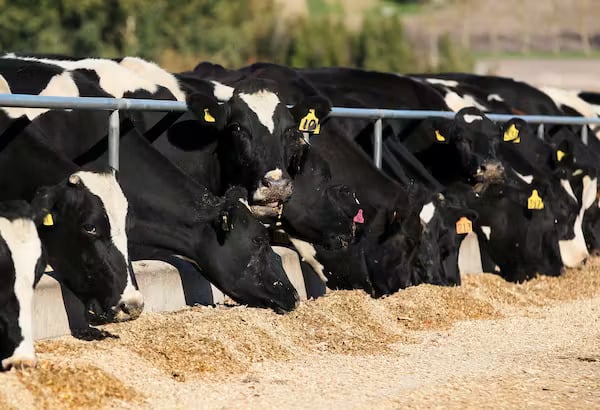 Why using more fertilizer and feed does not necessarily raise dairy farm profits but increases climate harm2