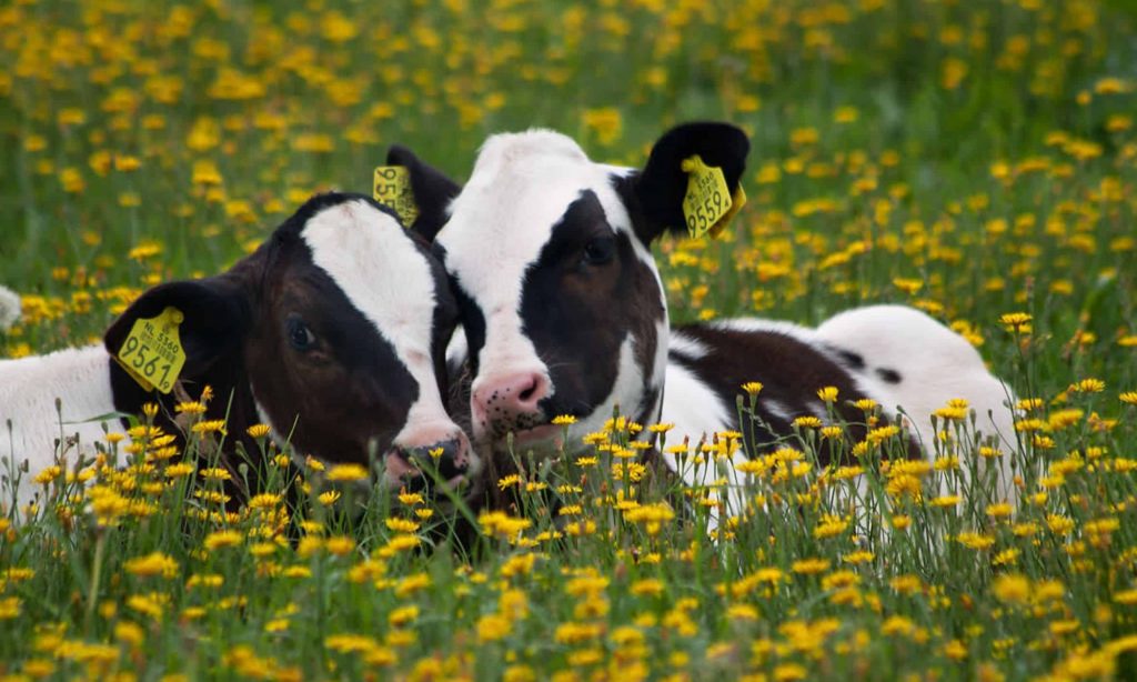 ‘I fell in love with the cows’