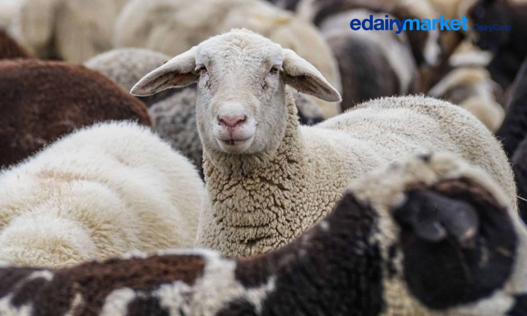 6 Incredible Facts about Sheep Milk