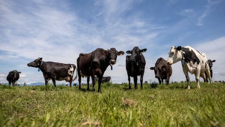 A butter factory a step closer to construction on N.L.'s west coast