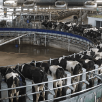 AI-powered devices boost efficiency of dairy farm in Wuwei, NW China