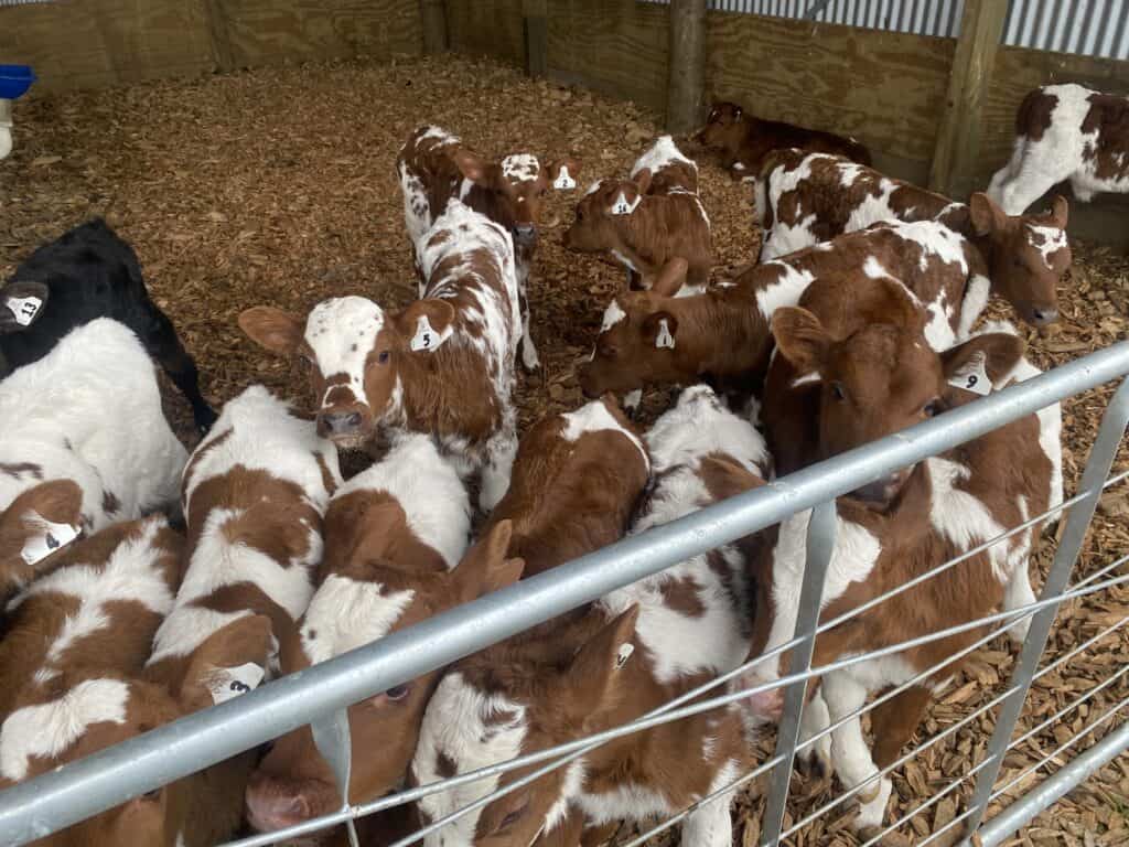 About 80 replacement calves, 80-100 beef bull calves and 10-15 beef heifer calves are raised each season.